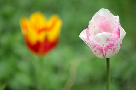 Flowers tulip spring photo