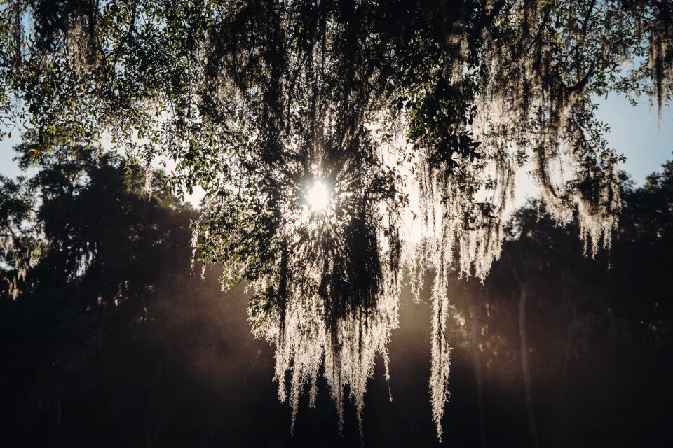 Scene willow gray tree