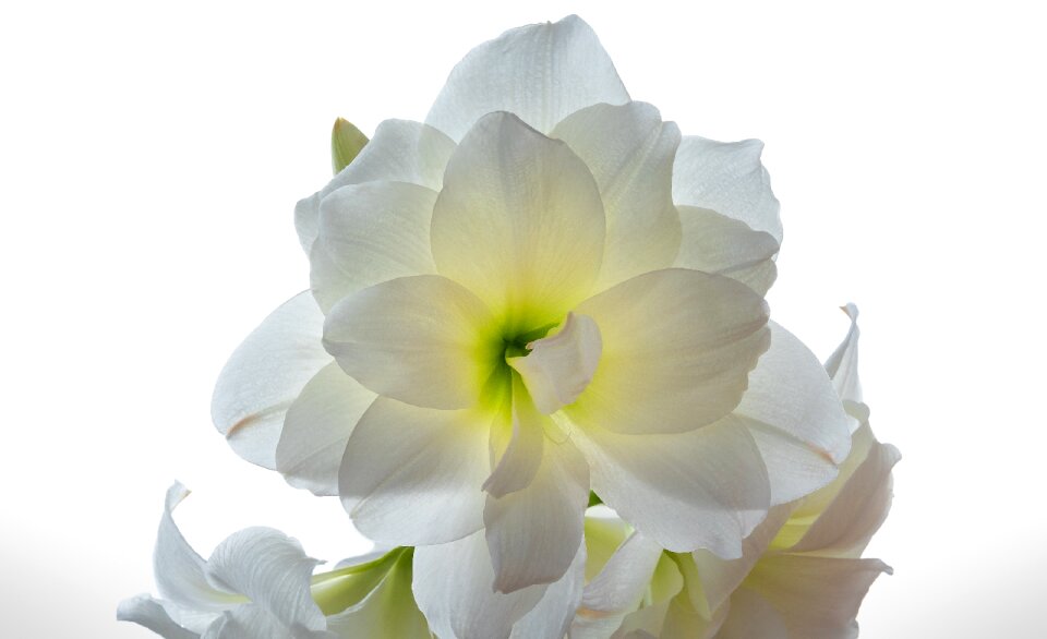 Bulb blossom plant