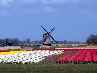 Spring tulip dutch landscape