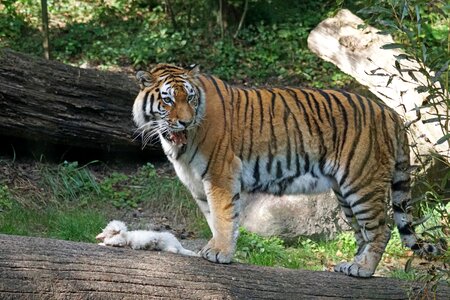 Big cat carnivores siberian photo