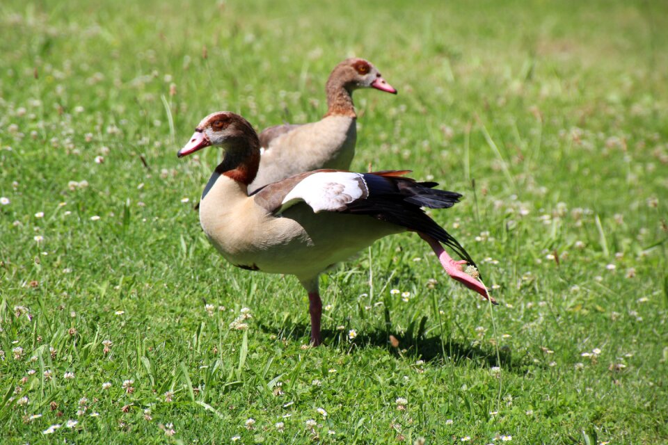 Ducks meadow water bird