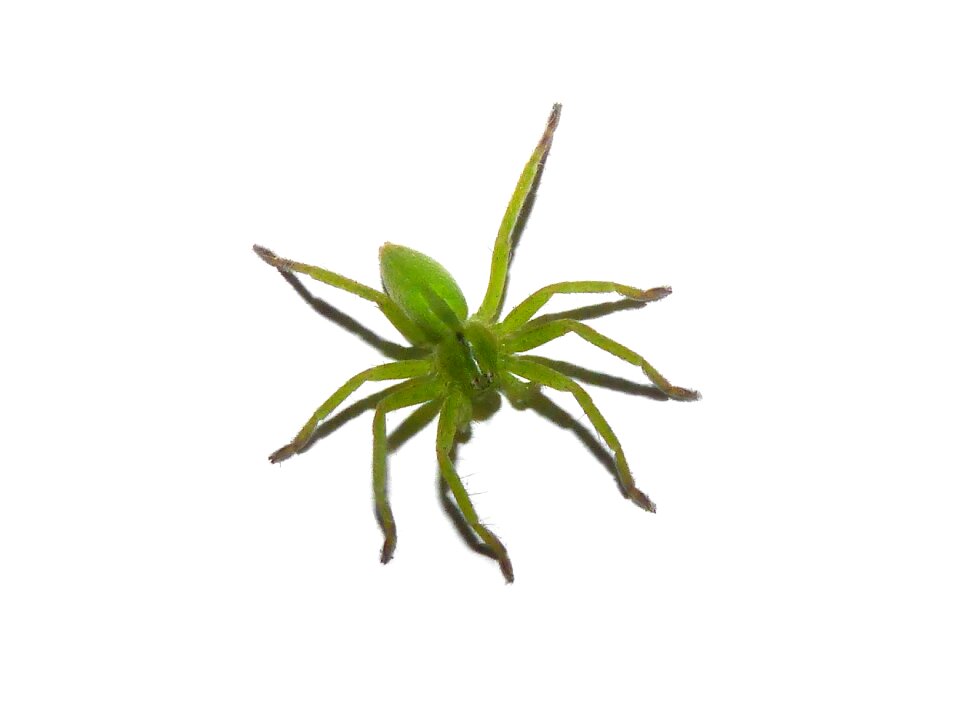 Spider arachnid white background
