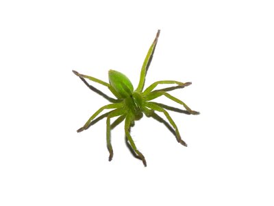 Spider arachnid white background