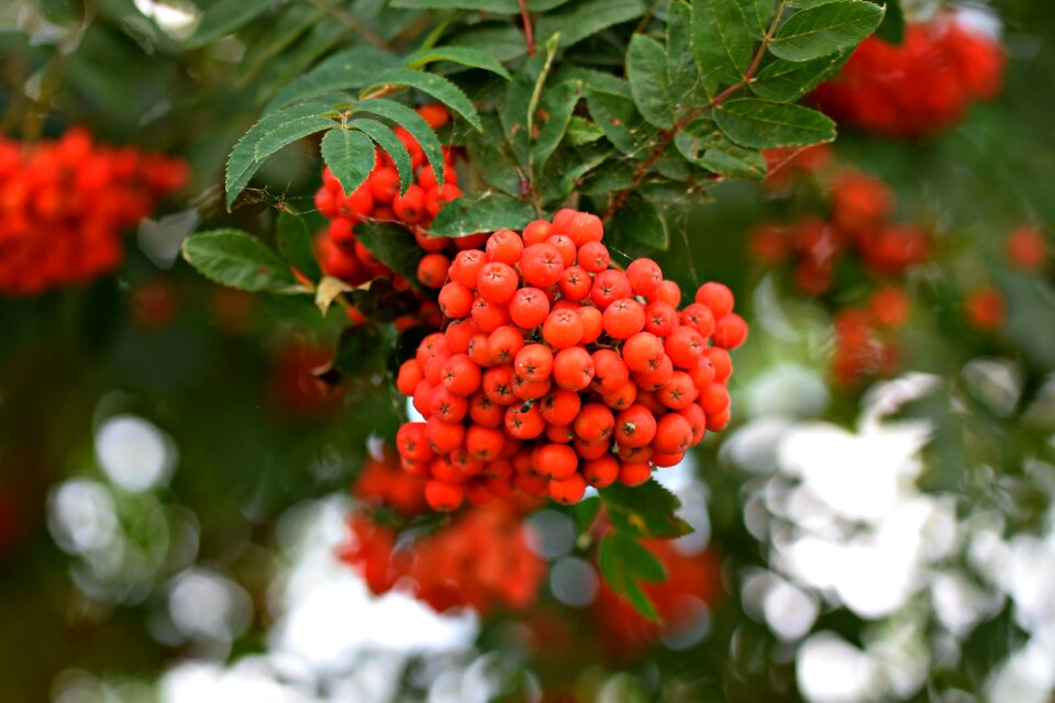 Rowan red redcurrant