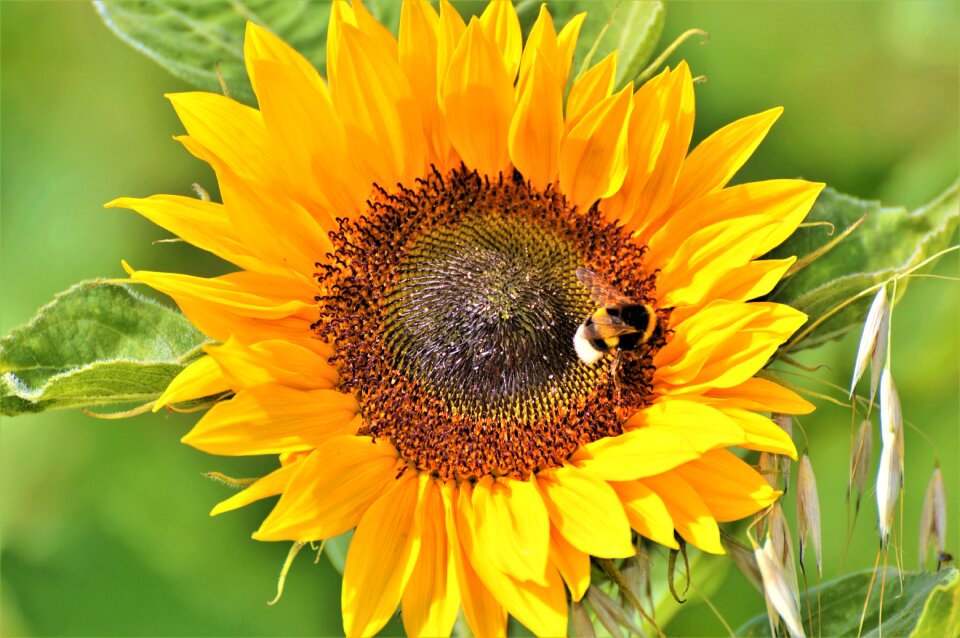 Bloom petals hummel
