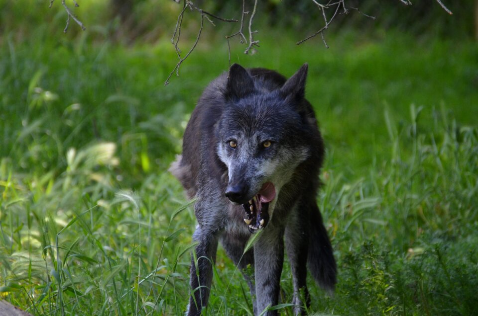 Famished grey animal