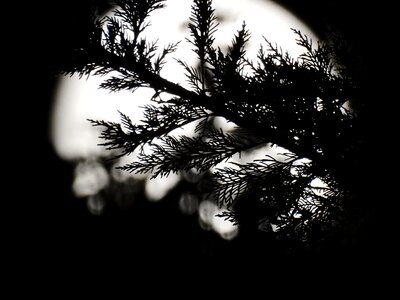 Night photo moonlight moon and foliage