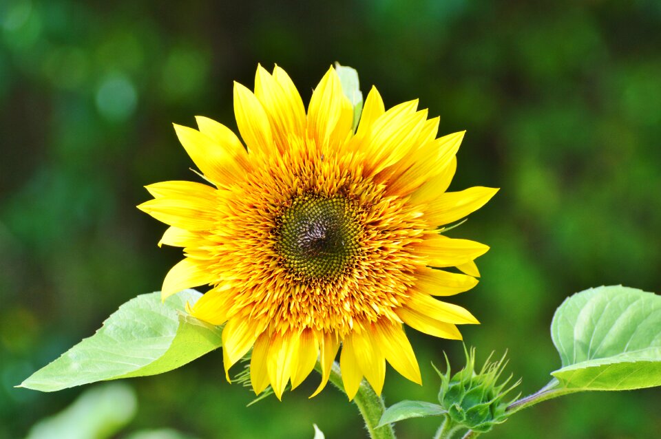 Bloom petals plant