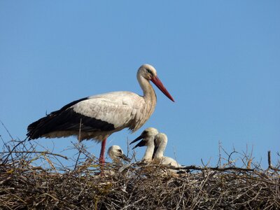 Nest wild nature