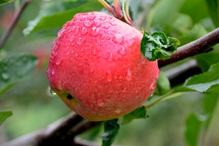 Freshness juicy sweet