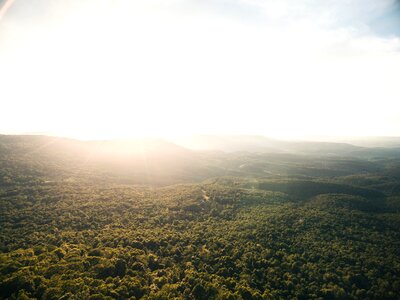 Sun sun g trees