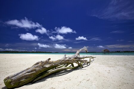 Widi islands shipwrecked tree white sand beach photo