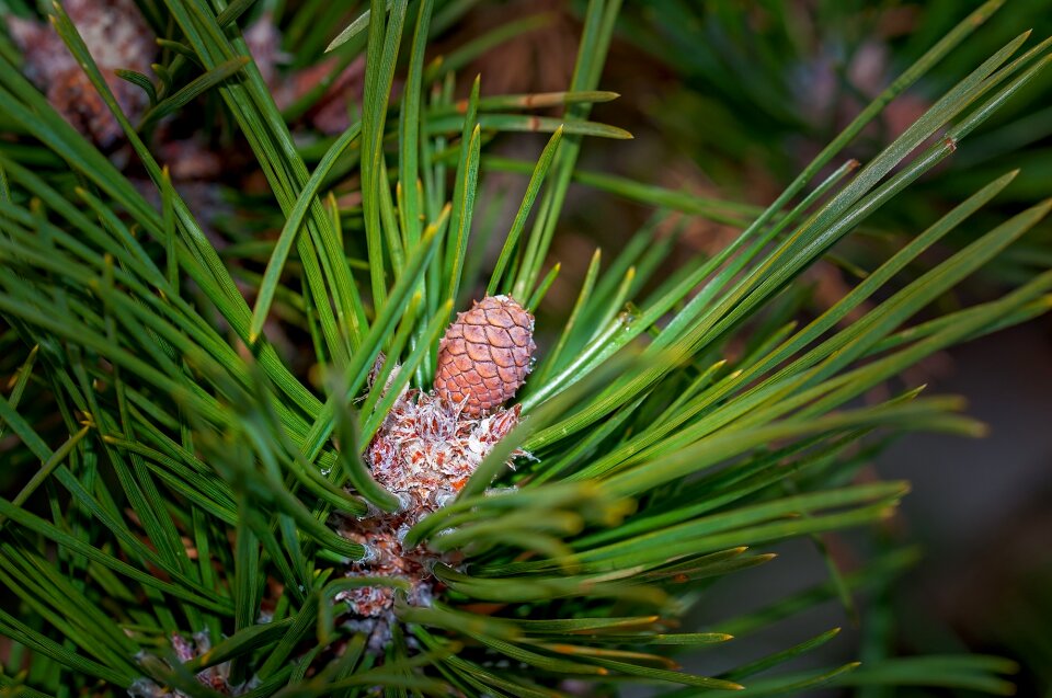 Needles dwarf pine nature