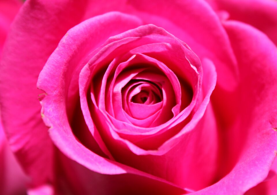 Petal love nature