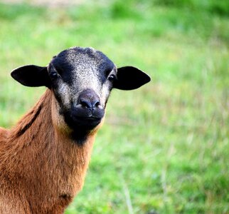 Domestic goat fur livestock photo