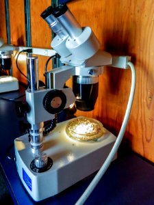 microscope-585938_1920 