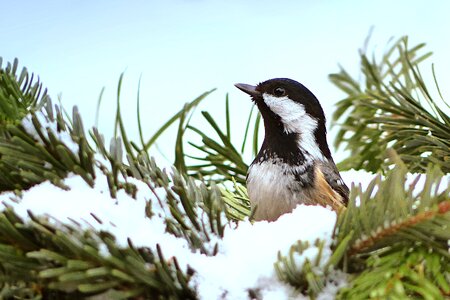 Bird garden winter photo