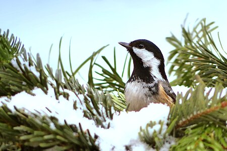 Bird garden winter