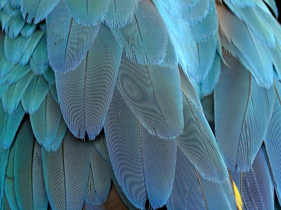 feather-1952382_1280 