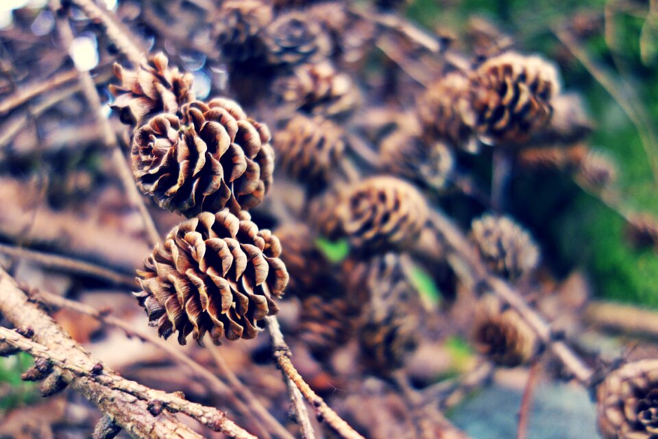 Nature pine cones trees
