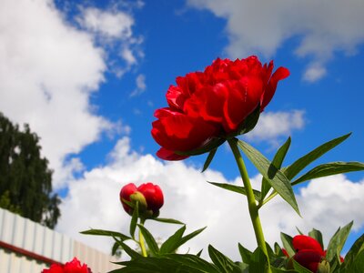 Flowers garden peony