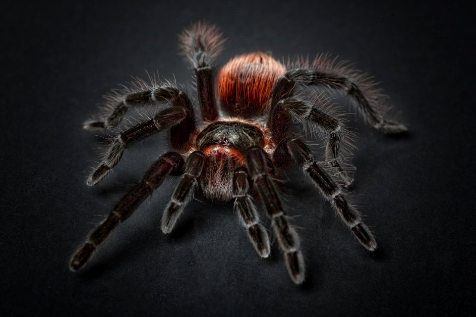 spider-1772769_1280 