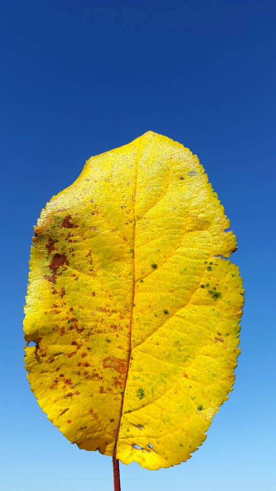 Sun deciduous tree grow