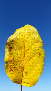 Sun deciduous tree grow