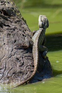 Wildlife animal cold blooded
