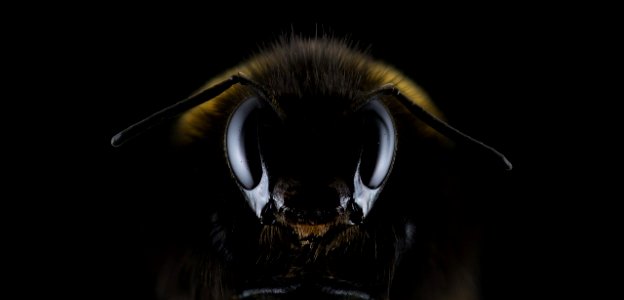 hummel-1353423_1280 