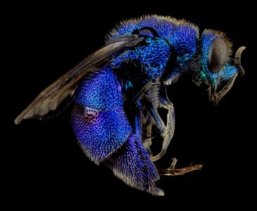 cuckoo-wasp-1396643_1280 