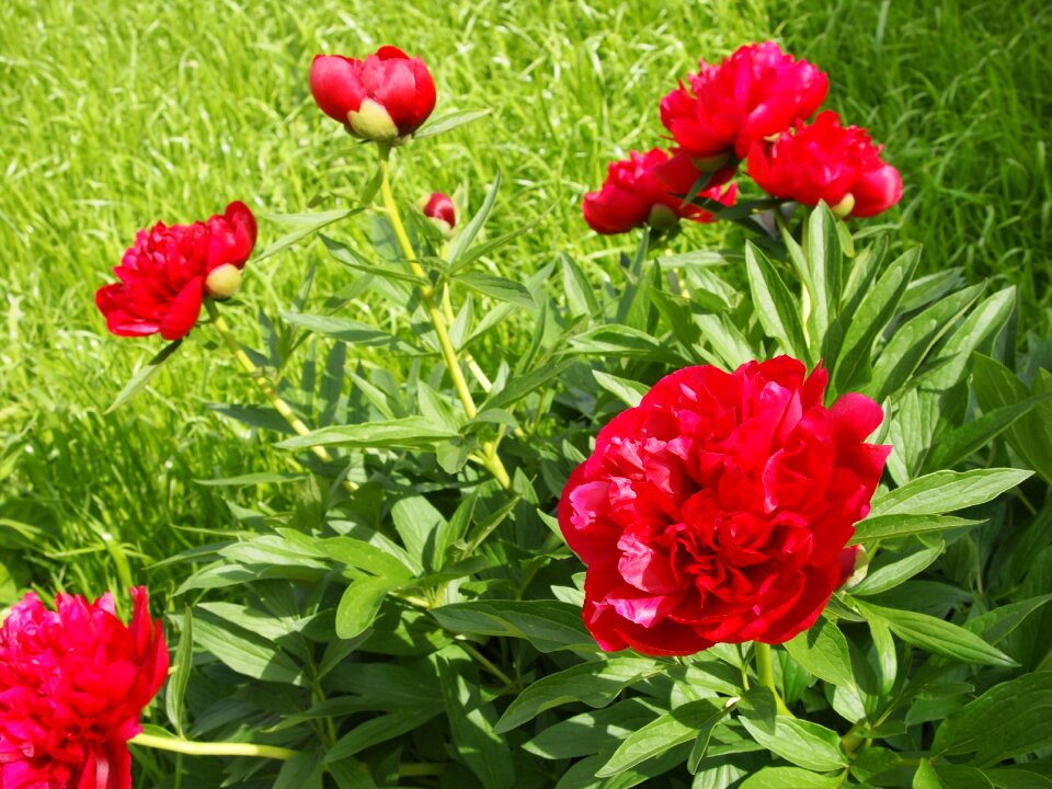 Flowers garden peony