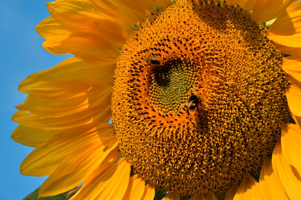 Nature flower sunflower