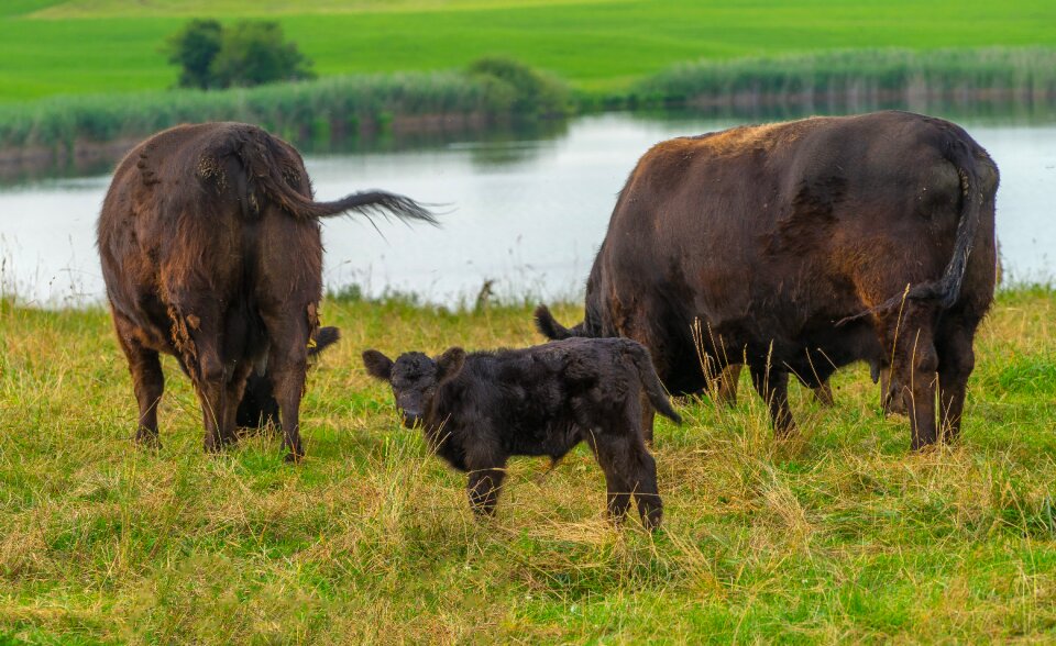 Agriculture cow pasture photo