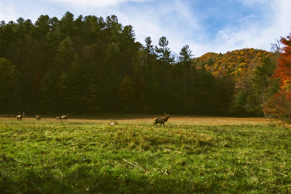 Mammal nature wildlife