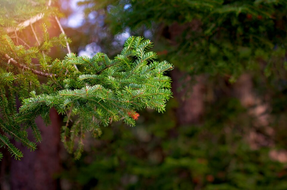 Spruce tree pine branch