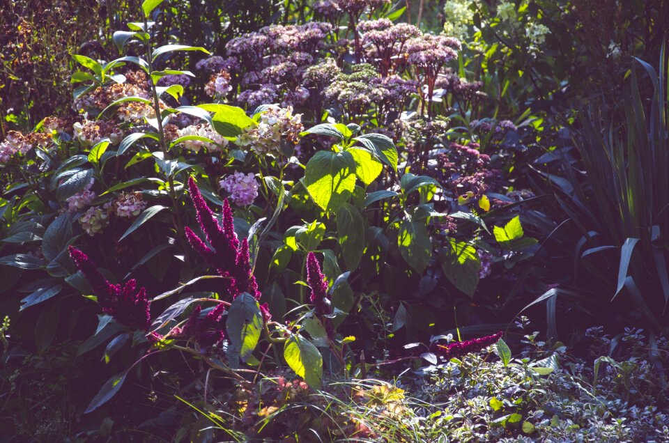 Green spring foliage