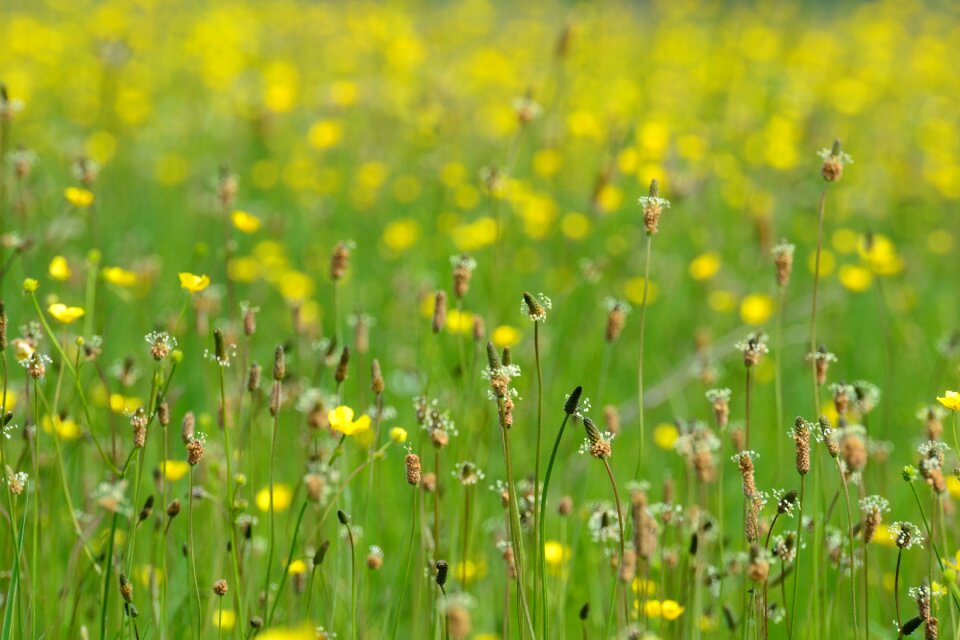 Grassland flower green