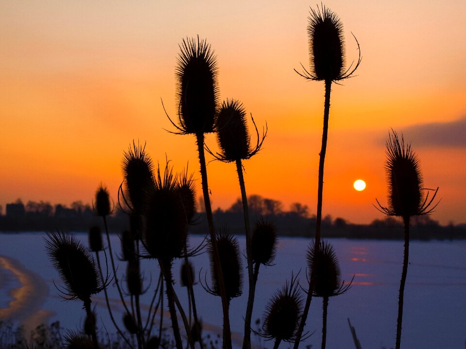 Plant nature landscape