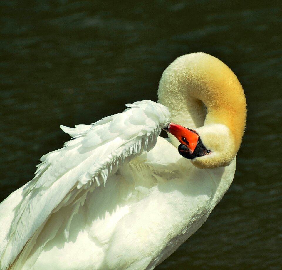 Water bird animal world animal