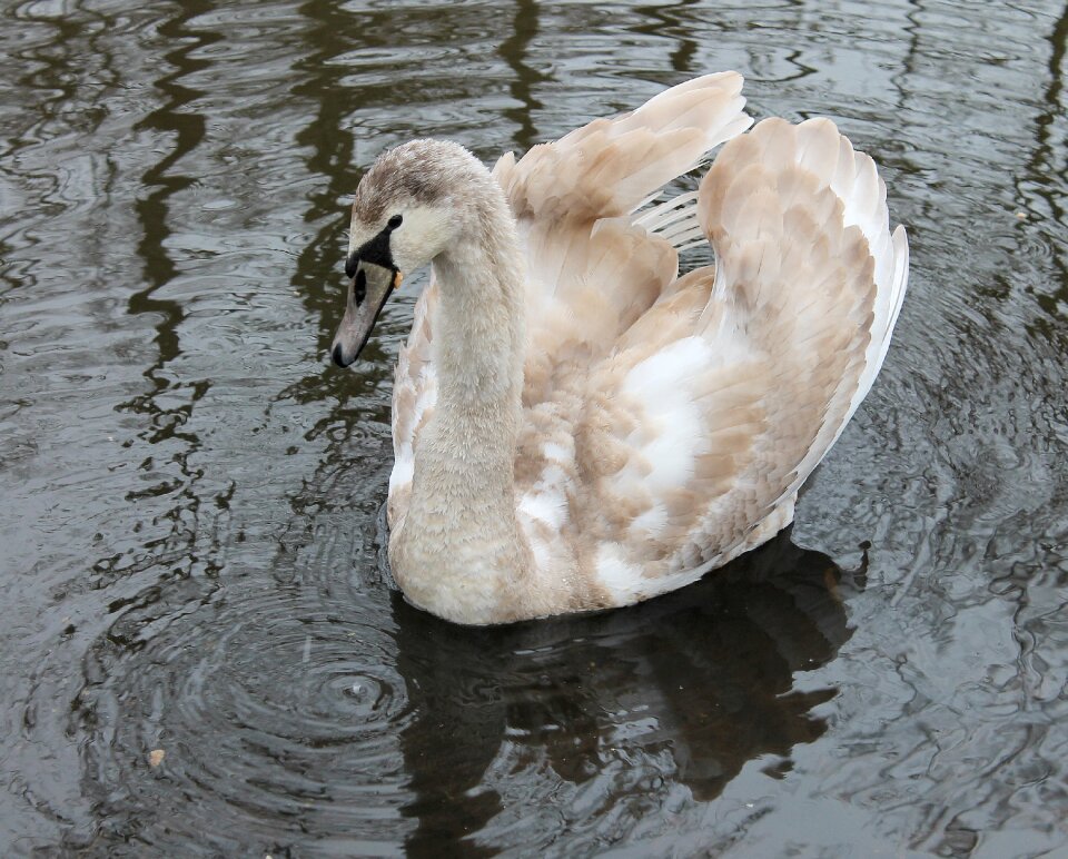 National bird swimming birds danish