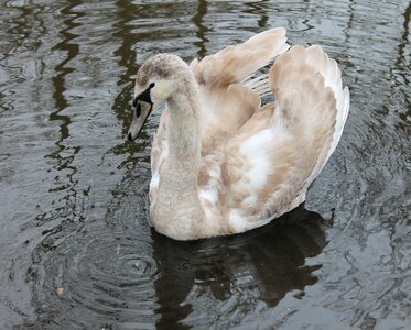 National bird swimming birds danish