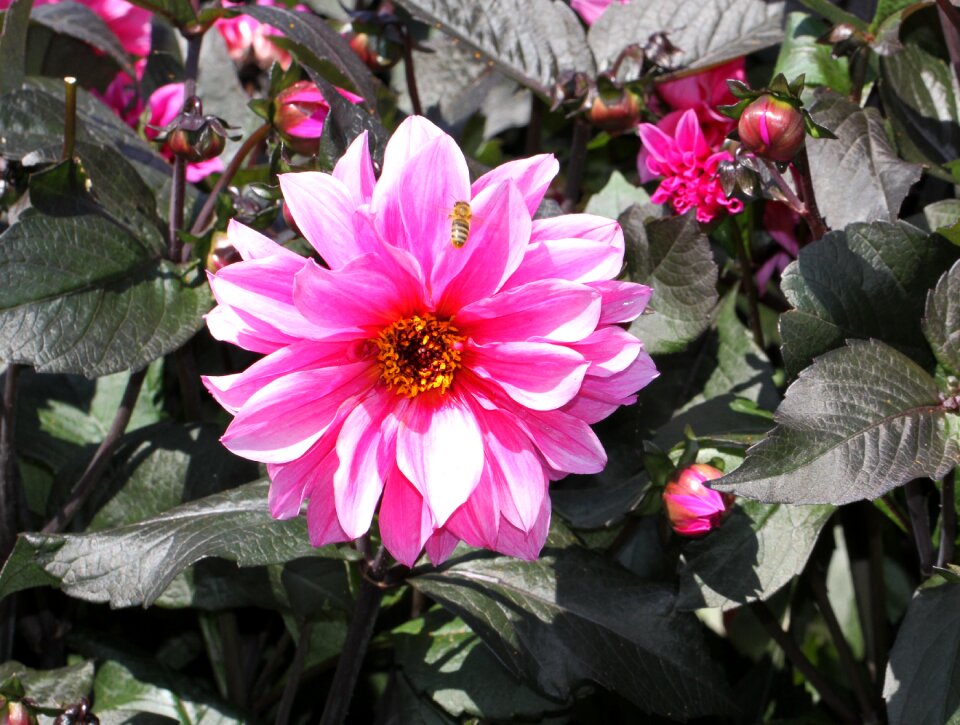 Plant blossom bloom