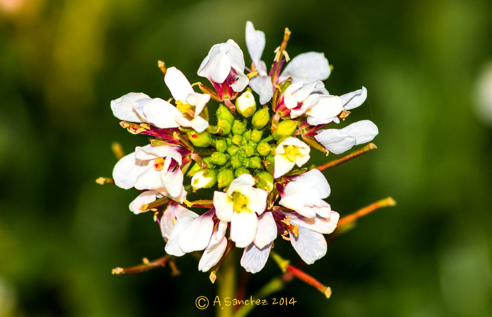 Naturaleza en Invierno 
