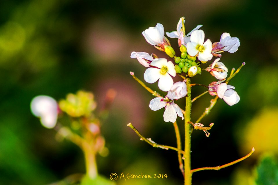 Naturaleza en Invierno 