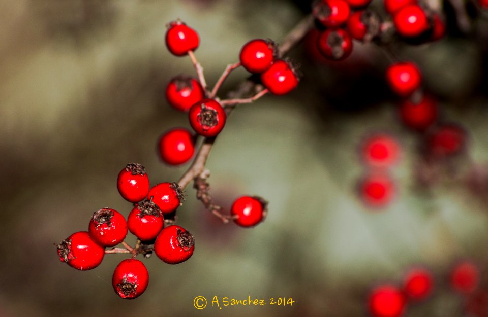 Naturaleza en Invierno 