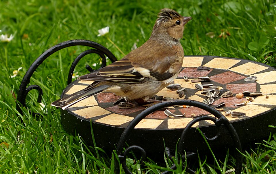 Fringilla coelebs feeding garden