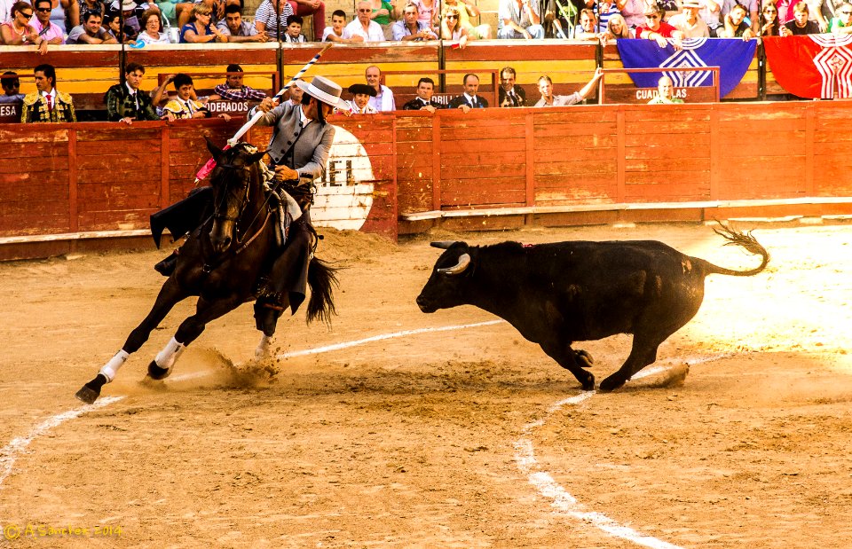 Toros 