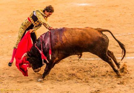 Toros photo